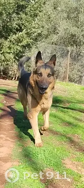 Lost dog, East 98th Street, Chicago - black and brown German shepherd - photo