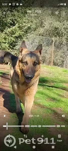Lost male dog, South Crilly Drive, Chicago - black and brown German shepherd - photo