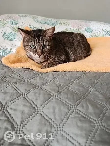 Chat perdu, Les Trois Marchands, Neufchâtel-en-Saosnois - femelle tigrée fauve - photo