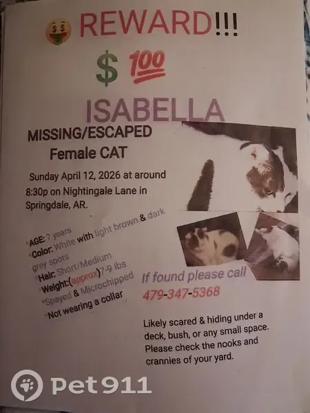 Lost cat, Springdale, Little Rock - female with a black dot on ear - photo
