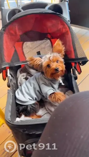 Lost dog, Toledo, Ohio - male, 5 years old - photo