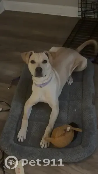 Lost dog, Chance Drive North, Horn Lake - female with purple collar - photo