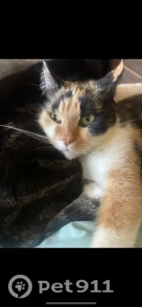 Lost female cat, Lamey Bridge Road, D'Iberville, Jackson - petite calico/tortoiseshell - photo