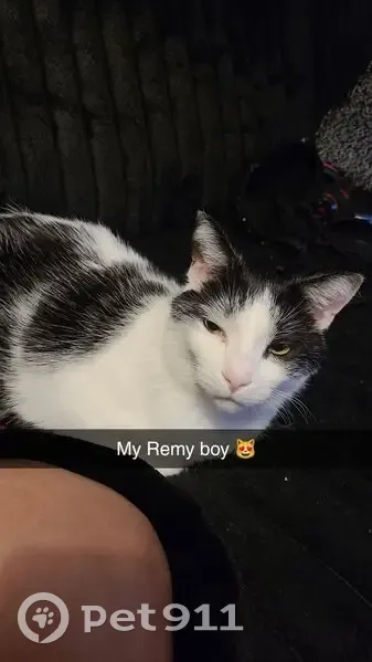 Lost cat, Daytona Avenue, Windsor - black and white, answers to 'Remy, are you hungry?' - photo