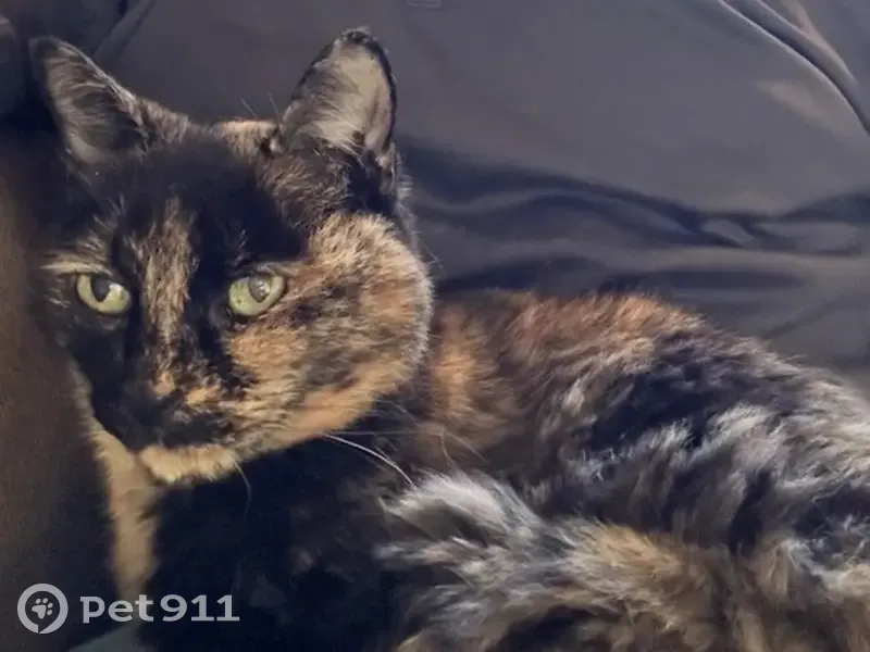 Lost cat, Rochford Drive, Springfield - older calico, female - photo