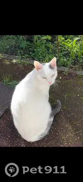 Chat perdu, Allée des Merisiers, La Queue-en-Brie - mâle blanc et gris - photo