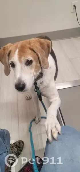 Missing dog Male, Colonial Heights (usl535156) - photo