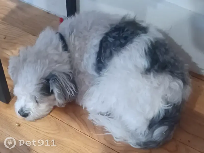 Lost dog, East 35th Street, Brooklyn - male with black circles - photo