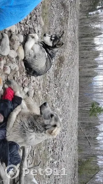 Lost dog, Kokanee Bend Drive, Columbia Falls - male with grey/blue/tan coat - photo