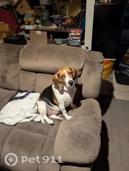 Lost female dog, Tyler Street, 4536, Gary - black brown white Beagle - photo