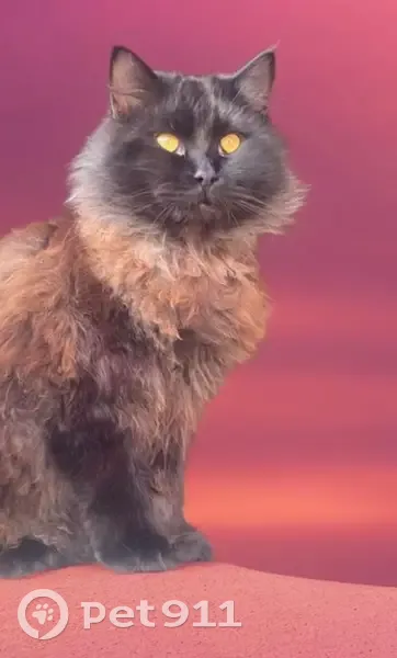 Lost cat, Roswell Street, San Diego - very fluffy with orange yellow eyes - photo