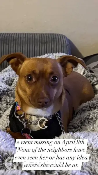 Lost dog, West 55th Street, Tulsa - female with brown mask - photo