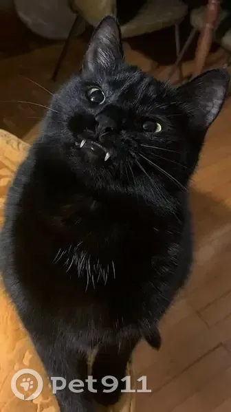 Lost male cat, Knoxville, Tennessee - all black and chunky - photo