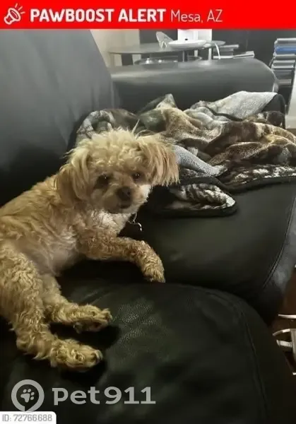 Lost dog, East Southern Avenue, 8265, Mesa - carmel colored fluffy female - photo