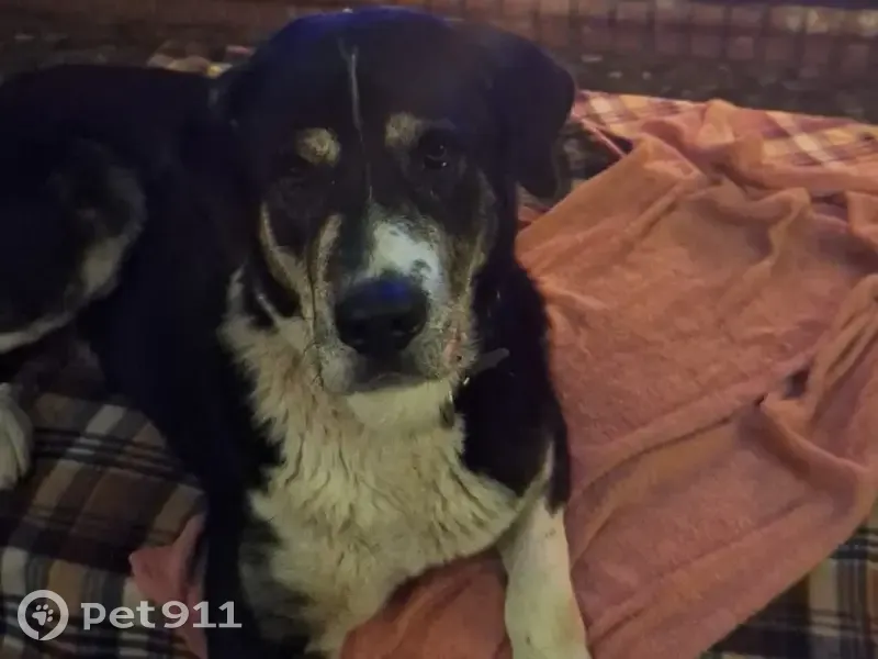 Perro perdido Macho, Huelva (sl495554) - photo