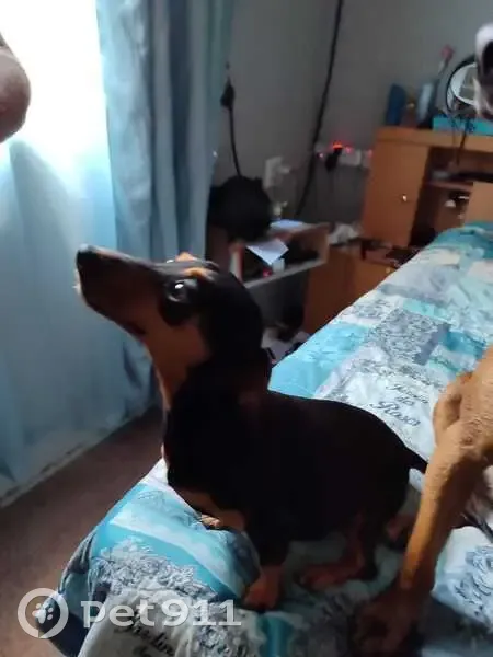 Lost dog, Oudenhout Street, Sasolburg - black and brown puppy - photo