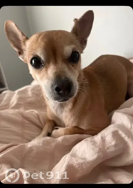 Lost female dog, West 25th Street, Chicago - Chihuahua with a dark streak - photo