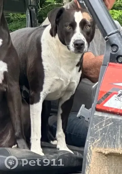 Lost dog, Bagwell Road, Knoxville - black and white with brown patch - photo