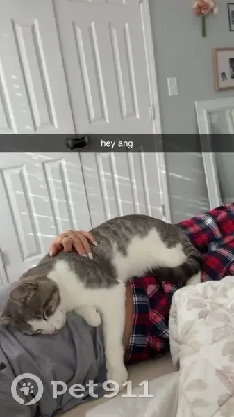 Lost cat, North 2nd Avenue, 148, Saltillo - male with white and grey fur - photo