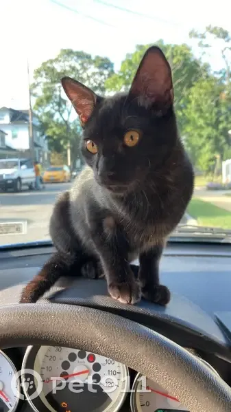 Lost cat, Sewanee Avenue, Elmont - black, named Luigi - photo