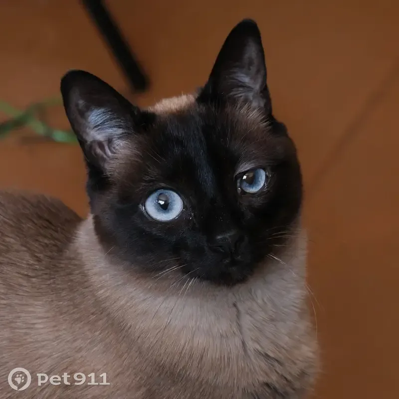 Зникла кішка, вулиця Олександра Архипенка, 10-А, Київ - сіамський окрас - photo