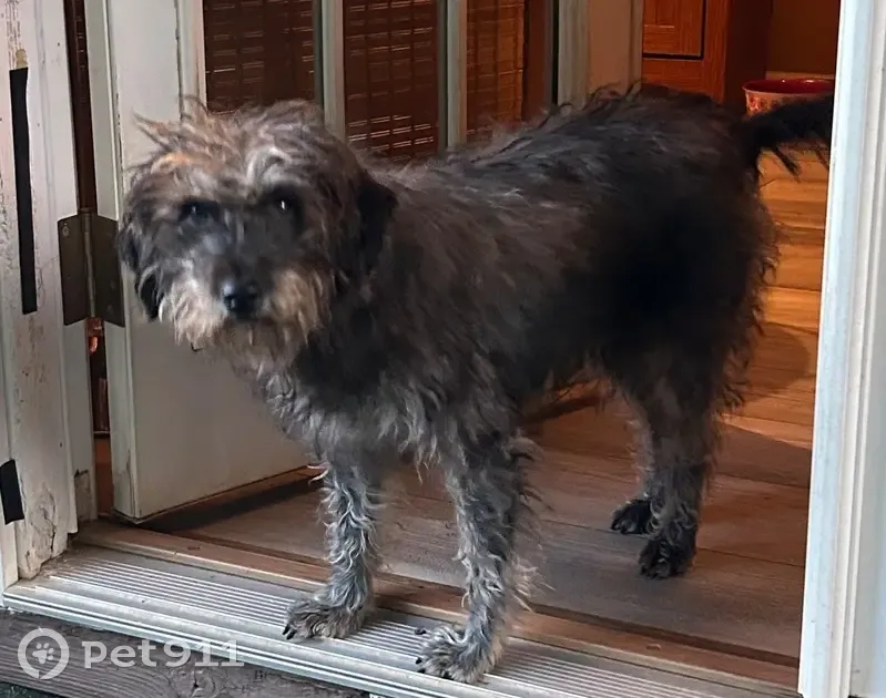 Lost dog, Broadcloth Street, Fort Mill - female terrier - photo