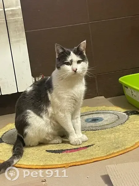 Зникла кішка, Міська вулиця, Київ - біло-сіра, орієнтується на слух - photo