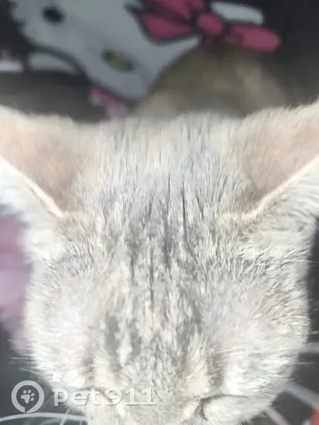 Lost cat, Whitley Drive, Smithfield - small female with purple collar - photo