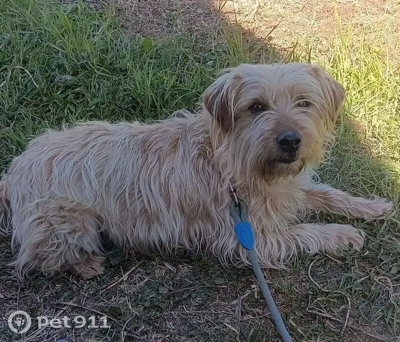 Perdido perro, Torrebonica, Terrassa - visto en la carretera de Torrebonica Castellarnau - photo