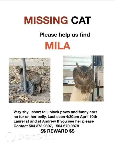 Lost female cat, Laurel Street, New Orleans - shorthair pixie bob - photo