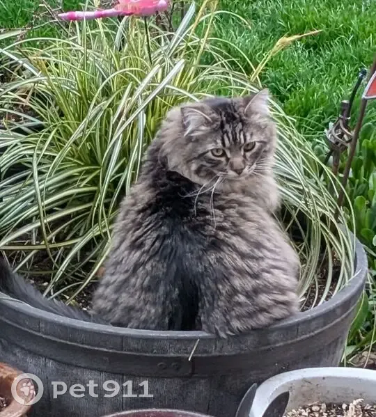 Lost male cat, Southwest Bridgeview Court, Tigard - long haired Mancoon - photo