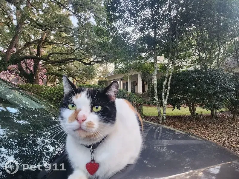 Lost female cat, South Summit Street, Fairhope - calico with injured ear - photo