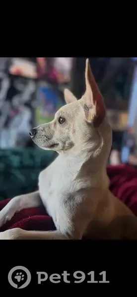 Lost dog, West Vineyard Road, Maricopa Colony - tan and brown Chihuahua/Jack Russell mix - photo