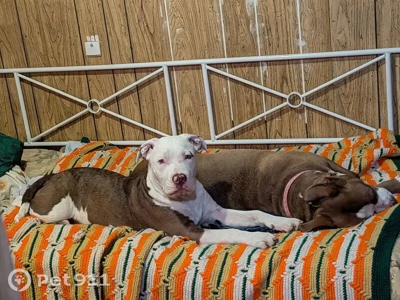 Lost dog, 3rd Avenue, Lucerne, San Francisco - 5 months old, white head, red like a cow - photo