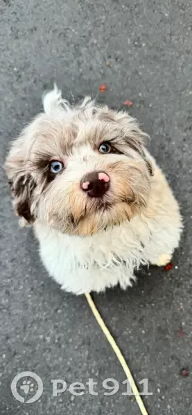 Lost dog, Londonderry, New Hampshire - butterfly nose pink - photo