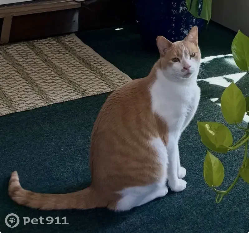 Lost male cat, Middle Street, 507, Braintree - orange/white, very friendly - photo