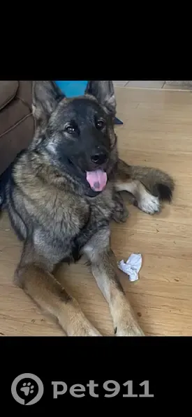 Lost dog, Jacksonville - friendly and neutered - photo