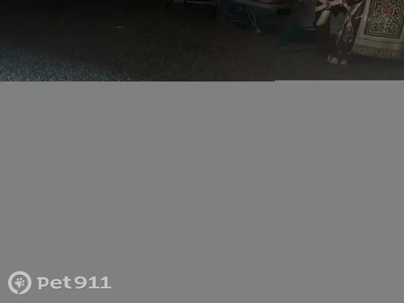 Lost cat, Ute Trail, Harker Heights - male bombay with scar - photo