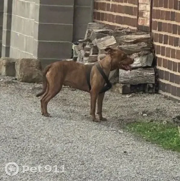 Lost dog, South 14th Street, Murphysboro - female pitbull - photo
