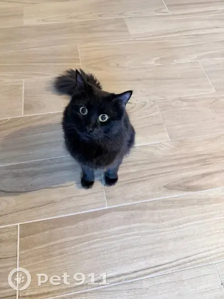 Lost cat, Alumni Road, Newington - long haired black male - photo