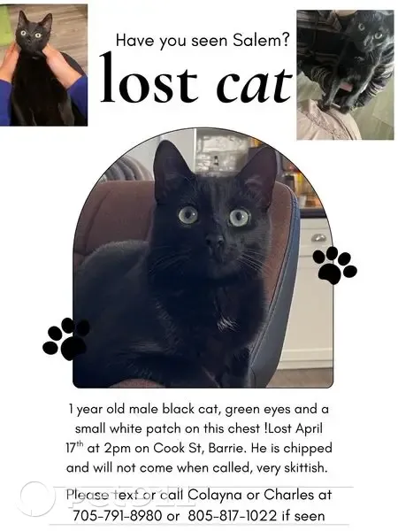 Lost cat, Cook Street, Barrie - female with big green eyes - photo