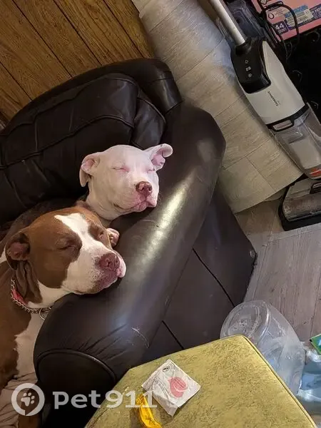 Lost dog, 3rd Avenue, Lucerne - red female with puppy - photo