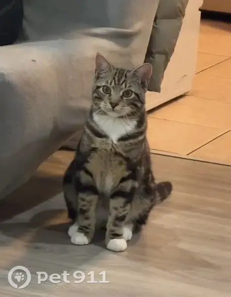 Lost male cat, West 16th Street, Brooklyn - brown with black stripes - photo