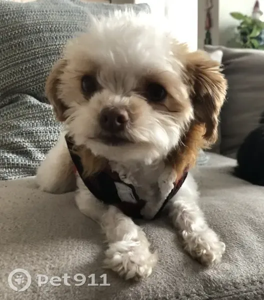 Lost dog, Village Circle West, Commerce City - female Maltese and Shih Tzu mix - photo