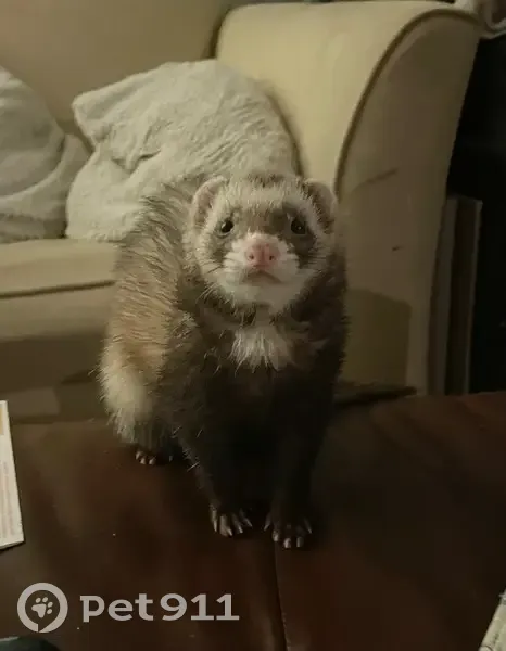 Lost ferret, Newbury Street, Auburn - female, very friendly - photo