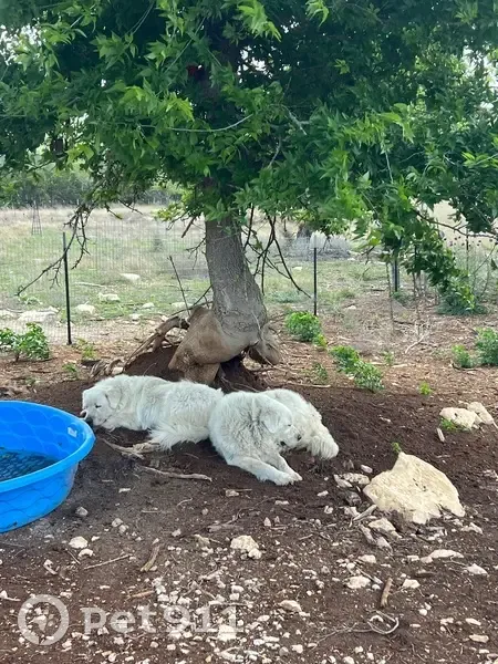 Lost dog, Red Rock Road, Blanco - two white Great Pyrenees - photo