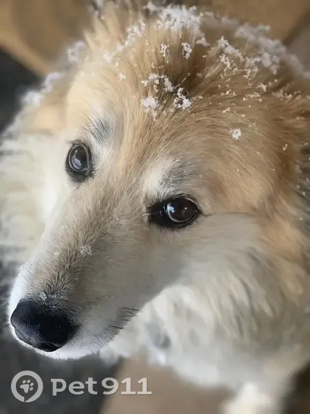 Lost dog, Pleasant Street, Chambersburg - female with black, white, and brown wool - photo
