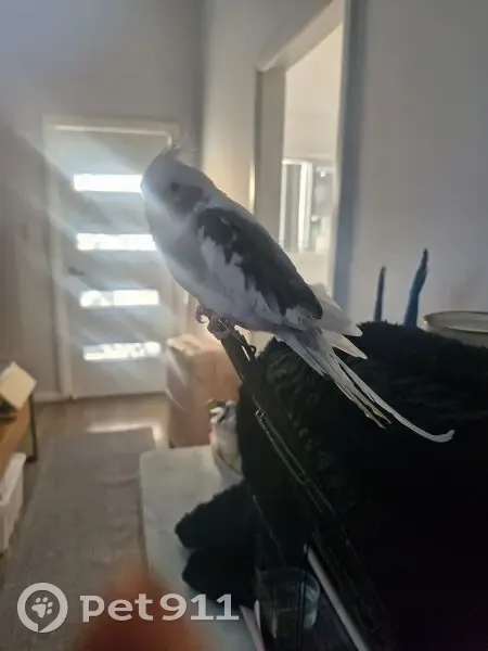 Lost bird, Danbury Avenue, Central Coast Council, Sydney - white with grey, timid - photo