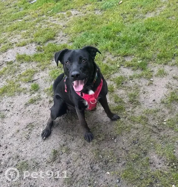 Missing dog Female, Wollochet (usl535218) - photo