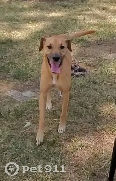 Lost male dog, Livingston Road, Oxon Hill - photo